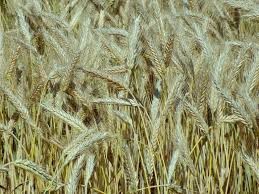 triticale