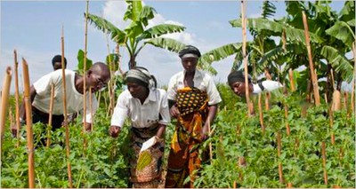Agriculture: FAO-ENEA webinar on promoting sustainable agri-food systems 