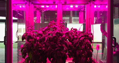 Agriculture: First “microcosm” for growing plants also in space