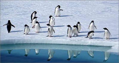 Antarctica: Census of penguins thanks to first Italian drones 