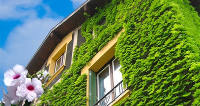 Environment: Cooler buildings and lower bills in summer thanks to green walls and roofs