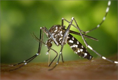 Health: From ENEA new biotechnological method against tiger mosquito
