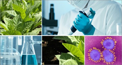 Health: plants as  bio-factories for production of future vaccines