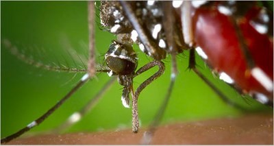 Health: Tiger mosquito, ENEA and startup Biovecblok for new ‘natural’ fight technique