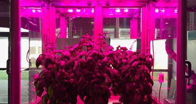 Innovation: ENEA and FOS patent field  simulator to grow plants indoor