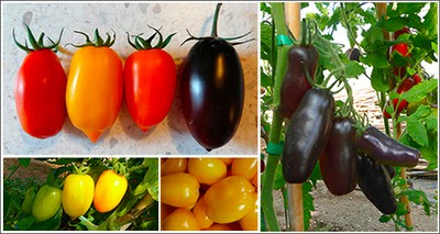 Nutrition: New colors, flavors and nutritional properties for San Marzano tomatoes