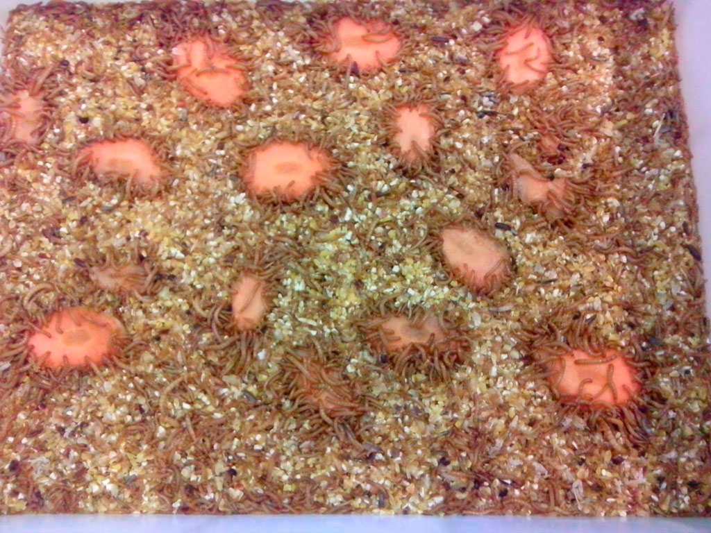 Trisaia-Giovani-larve-su-pezzi-di-carota