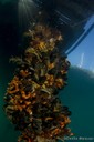 Calcifying organisms in the Bay of Santa Teresa (La Spezia) 