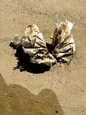 Busta di plastica coste Mediterraneo