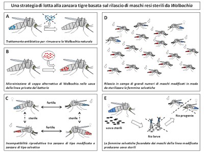 infografica controllo zanzara tigre