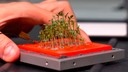 Presso il laboratorio di citogenomica del centro ENEA Casaccia i ricercatori analizzano le piante a valle di un test di crescita nel cubesat. Nella foto vi è la base e la piantina in primo piano tenute nella mano dal ricercatore