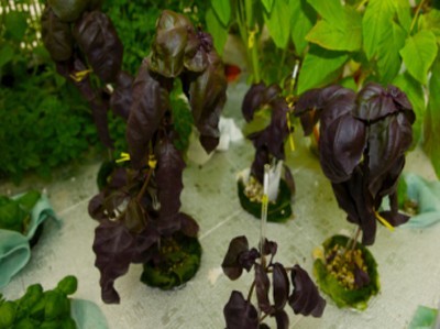 Basilico viola ricco di antocianine, sostanze antiossidanti utili contro l’invecchiamento