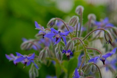 Fiori di Borragine, una pianta aromatica di eccellenza nota come pianta “depurativa”