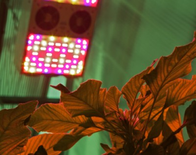 Esempi di piante ‘fuori suolo, con luce LED