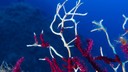 Impacts on the red gorgonian
