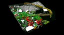 L’immagine ricostruita con microscopia a scansione laser raffigura un frammento quadrato di colore grigio di mater-bi ricoperto da microorganismi di forma circolare allungata di colore verde, bianco e rosso corrispondente e batteri, alghe e cianobatteri.