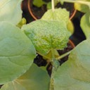 Sintomi prodotti dalla nanoparticella virale vegetale su piante di Nicotiana benthamiana allevate nella serra a contenimento del Laboratorio Biotecnologie