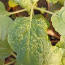 Sintomi prodotti dalla nanoparticella virale vegetale su piante di Nicotiana benthamiana allevate nella serra a contenimento del Laboratorio Biotecnologie