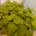 Piante di Nicotiana benthamiana allevate nella serra a contenimento del Laboratorio Biotecnologie ed usate per produrre le nanoparticelle di virus vegetale veicolo del farmaco