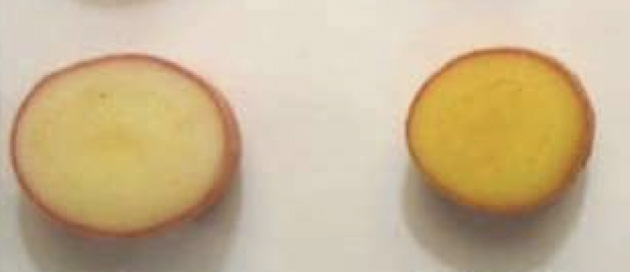 ENEA Golden Potato