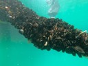 Rows of mussels