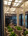 Basil plants grown in the microcosm with oled lighting