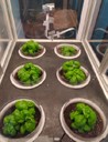Piante di basilico cresciute nel microcosmo con illuminazione ad oled 