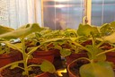 Piante di Nicotiana benthamiana nella serra a contenimento del Laboratorio Biotecnologie ENEA per i progetti di Plant Molecular Farming