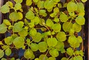 Piante di Nicotiana benthamiana nella serra a contenimento del Laboratorio Biotecnologie ENEA per i progetti di Plant Molecular Farming