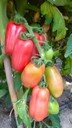 
San Marzano tomato variety
