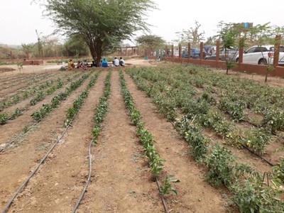 Impianto di irrigazione a goccia