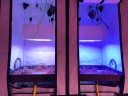 Le camere ‘lunari’ con le attività dell’ENEA per la coltivazione di “micro-ortaggi” con tecnologie idroponiche, in ambiente  artificiale e con sistema di illuminazione LED per promuovere la crescita vegetale e l’accumulo di sostanze bioattive