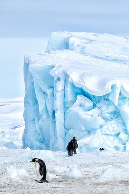 Antartide - Pinguini. Foto: B. Pagnanelli