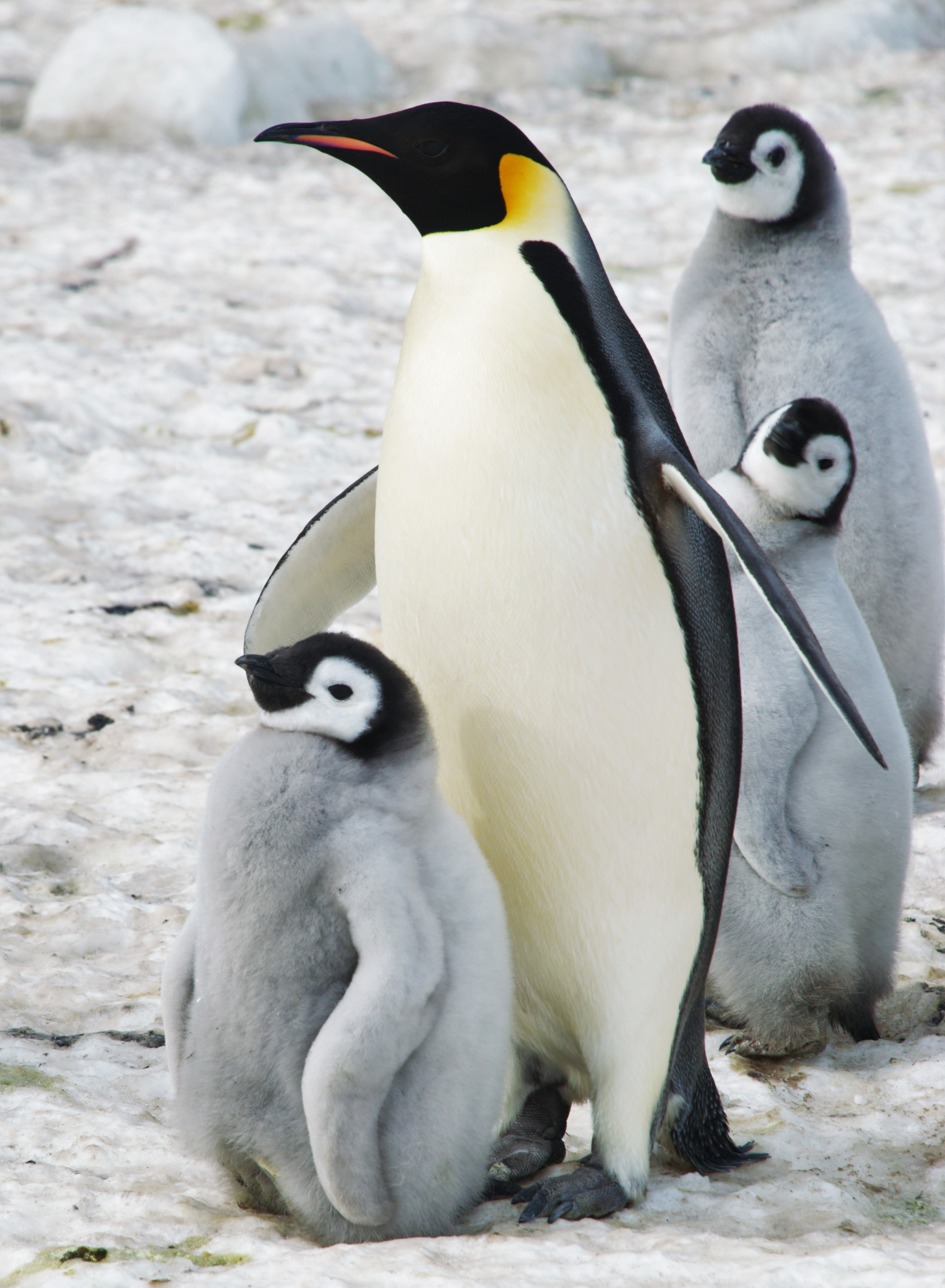 Antartide - Pinguini con cuccioli
