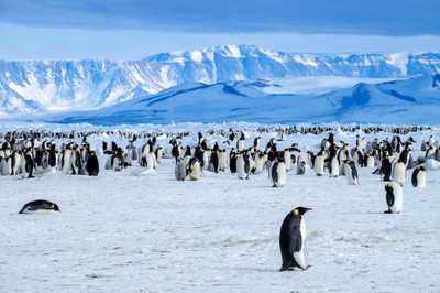 Antartide - Pinguini