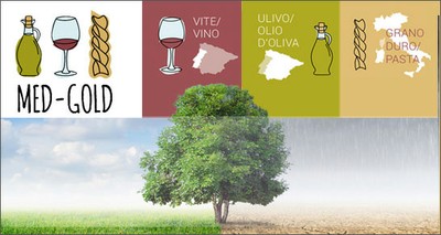 Agricoltura: ENEA al fianco dei produttori di olio, vino e pasta contro gli effetti dei cambiamenti climatici