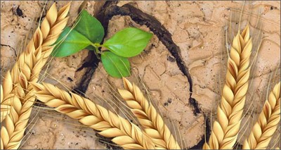 Agricoltura: grano duro, allo studio nuove varietà tolleranti a siccità, alte temperature e salinità del suolo