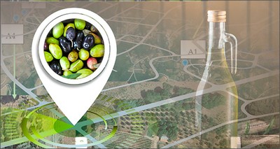 Agricoltura: olio extravergine, ENEA studia la tracciabilità delle olive