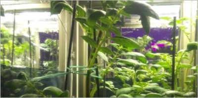 Agricoltura: una serra hi-tech per studiare le piante del futuro