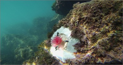 Ambiente: alghe "sosia" 3D per studiare i fondali marini colpiti dal cambiamento climatico 