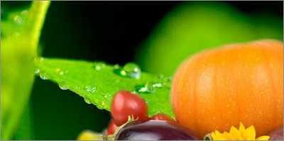Alimentazione: al via progetto Ue per ridurre impronta ambientale dell'agroindustria
