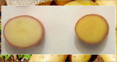 Alimentazione: ricerca internazionale sperimenta patate a più alto contenuto di vitamine