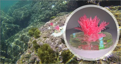 ENEA mette "in mare" le prime alghe artificiali per studiare il cambiamento climatico