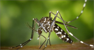 Salute: da ENEA nuovo metodo biotecnologico contro la zanzara tigre