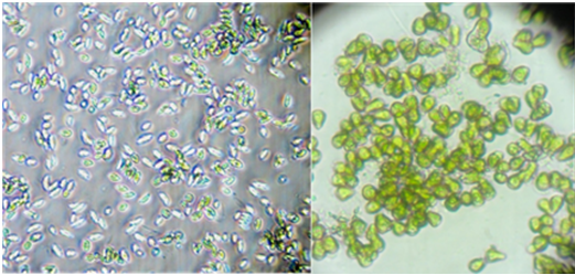 Foto al microscopio ottico di tre microalghe