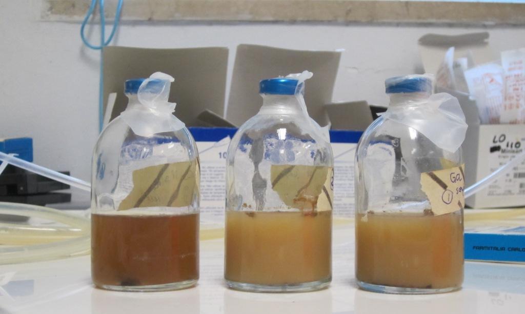 Fasi successive di attivazione su glicerolo grezzo del consorzio microbico utilizzato per le prove sperimentali di fermentazione